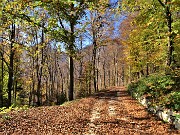 58 Stradetta con tappeto di foglie di faggio